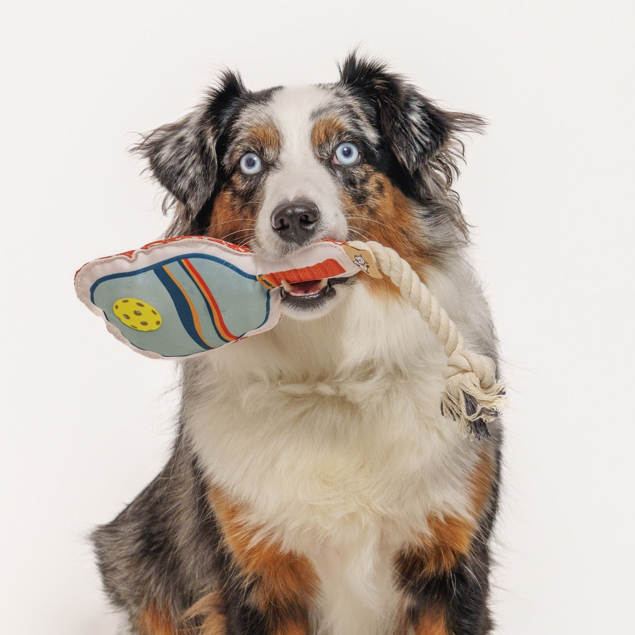 Detailed view of an Australian Shepherd dog holding a pickleball paddle shaped dog toy in her mouth