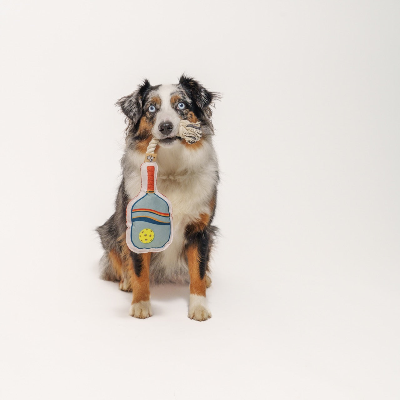 An Australian Shepherd dog holding a pickleball paddle shaped dog toy in her mouth by the rope on the toy