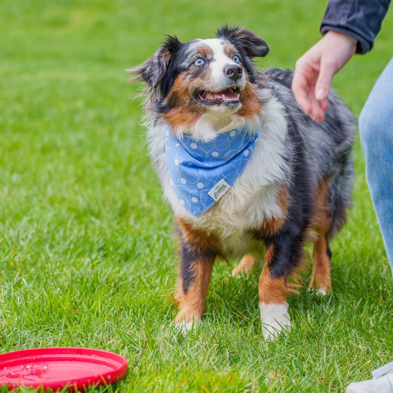 Dog wearing a light blue banana with a pickleball paddle print on it with a frisbee on the ground
