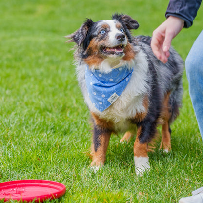Dog wearing a light blue banana with a pickleball paddle print on it with a frisbee on the ground