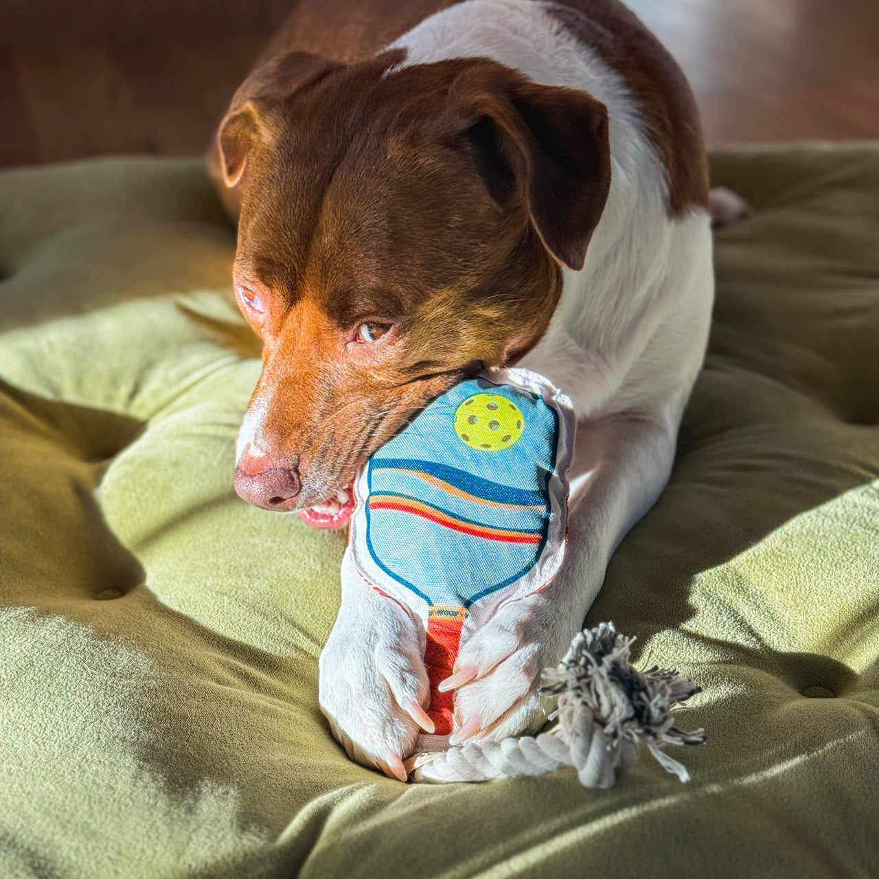 Dog chewing on pickleball paddle shaped dog toy while laying on ottoman