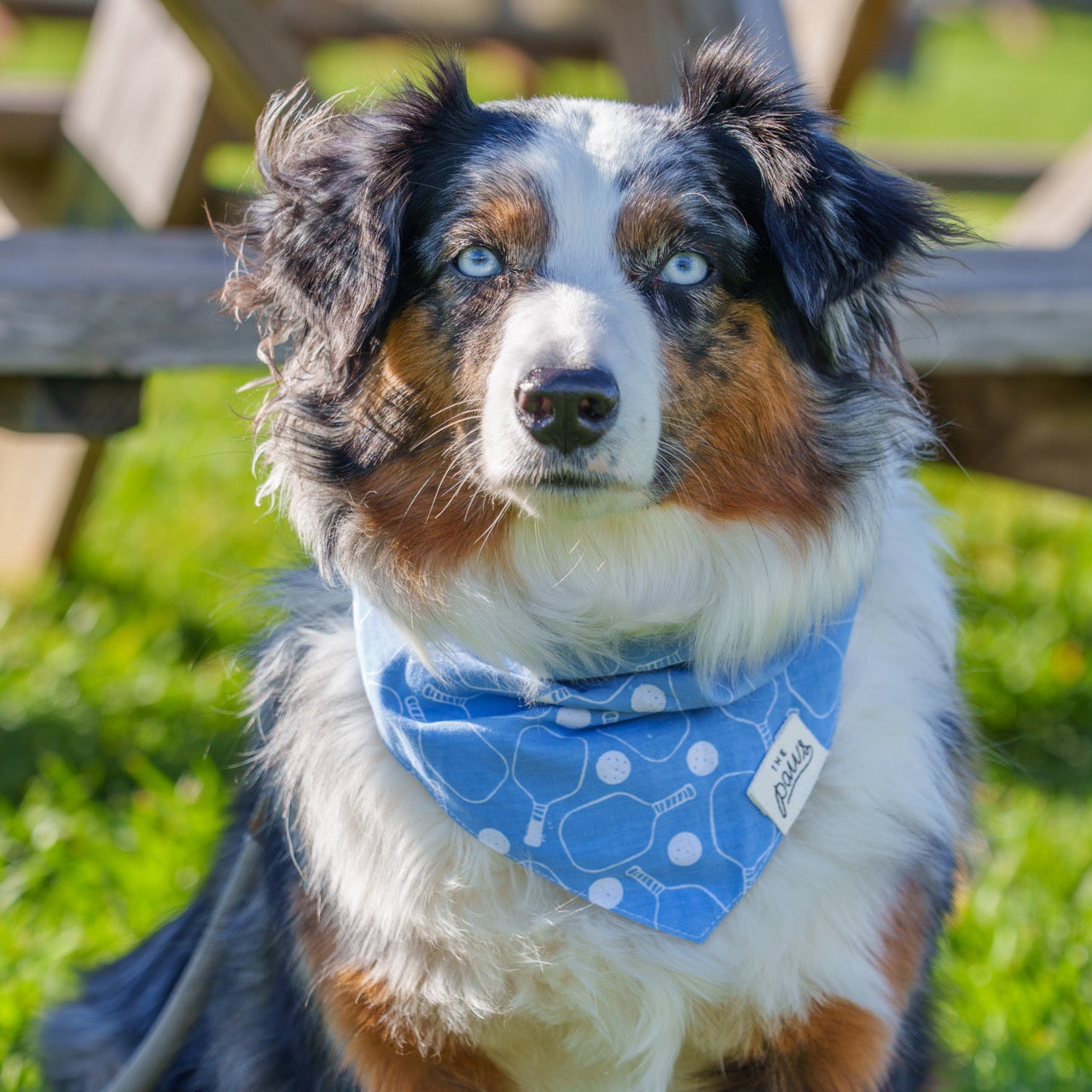 Dog wearing a blue bandana with pickleball paddles on it