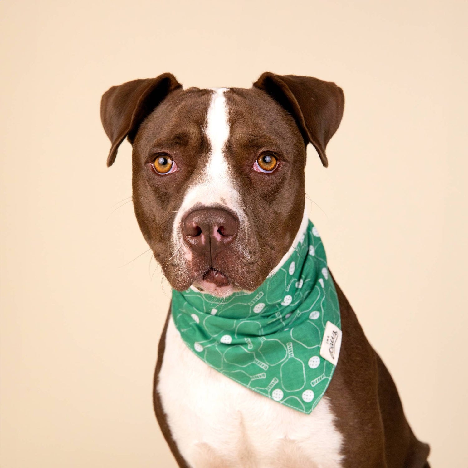 Pit bull wearing a green bandana with a pickleball pattern print on it