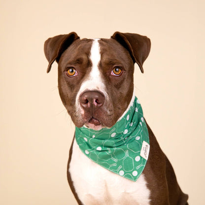 Pit bull wearing a green bandana with a pickleball pattern print on it